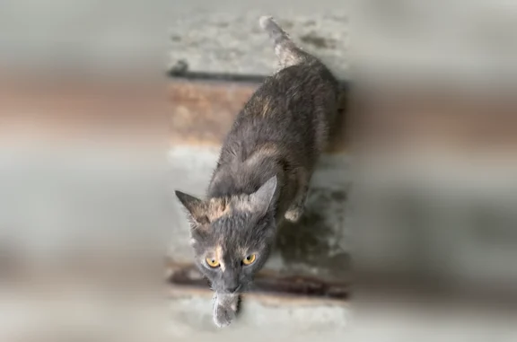 Найденные животные Сызрань, фото: Найдена кошка, проспект Космонавтов, 4А, Сызрань — откликается на «кс-кс»