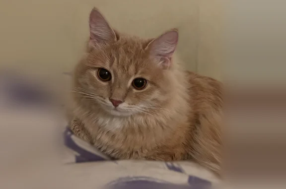 Пропала кошка, Должанская улица, 11, Нижний Новгород — коту 11 месяцев, рыжая шерсть, жёлтые глаза - photo