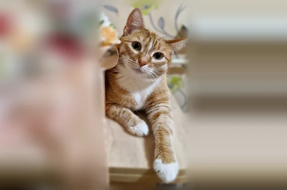 Пропала кошка, Никитская улица, 10, Киров — взрослый кот, выпрыгнул из окна 1 этажа - photo