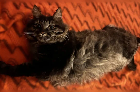 Кошки потеряшки, Сыктывкар, фото: Потеряшка кошка, Октябрьский проспект, 148, Сыктывкар — Курильский бобтейл, без хвоста