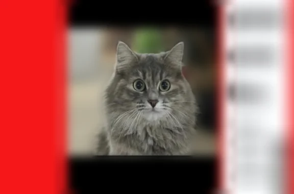 Кошки потеряшки, Кострома, фото: Потеряшка кошка, Водяная улица, Кострома