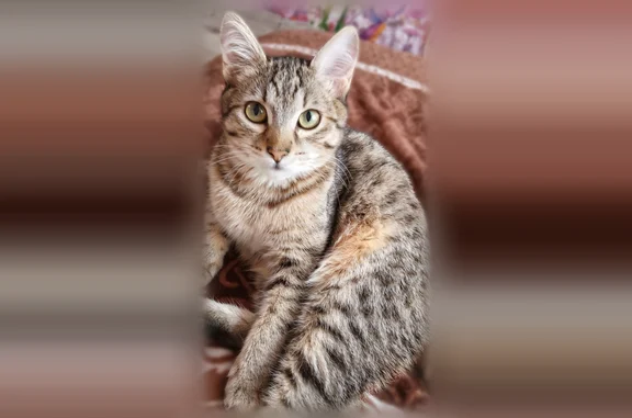 Пропала кошка, Уральская улица, 30, Верхний Уфалей — бенгальская, 7 месяцев, красный ошейник - photo