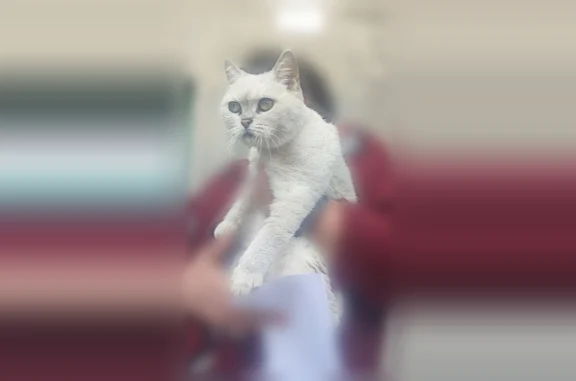 Найдена кошка, Рязанская улица, 20, Тула — молоденькая, бело-дымчатая, очень худенькая - photo