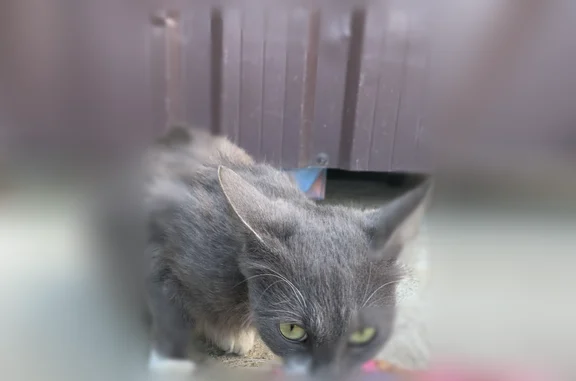 Найдена кошка, Ярославль, фото: Найдена кошка, Родниковая улица, 13, Ярославль