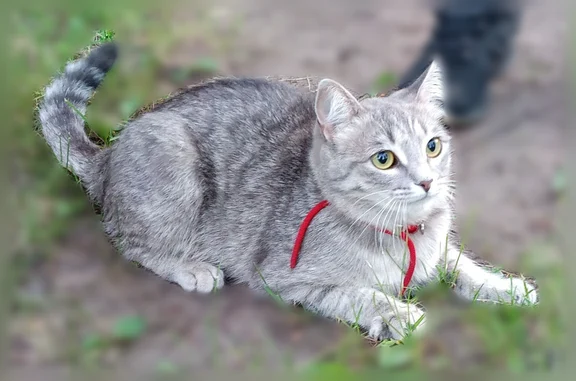 Найдена кошка, Новогусельский, фото: Найдена кошка, 27, Новогусельский — с красным ошейником и красной стекляшкой в виде бриллианта