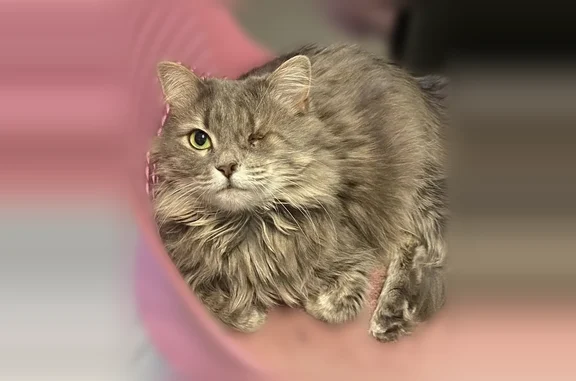 Пропала кошка, улица Чернышевского, Брянск — ручная, ласковая - photo