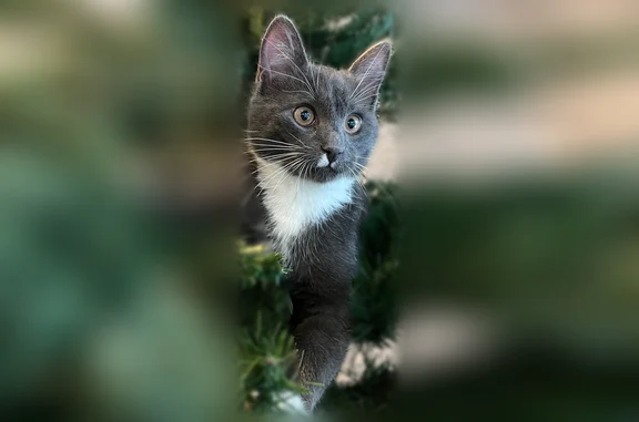 Кошки потеряшки, Пушкин, фото: Потеряшка кошка, 5-я Советская улица, 15, Пушкин — серый домашний кот с белой грудкой