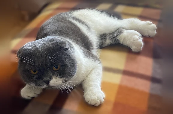 Кот Вислоухий Британец.