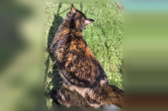 Найдена кошка, Бежецк, фото: Найдена кошка, Бежецк, Тверская область, Бежецк — ласковая, слегка боязливая, стерилизованная