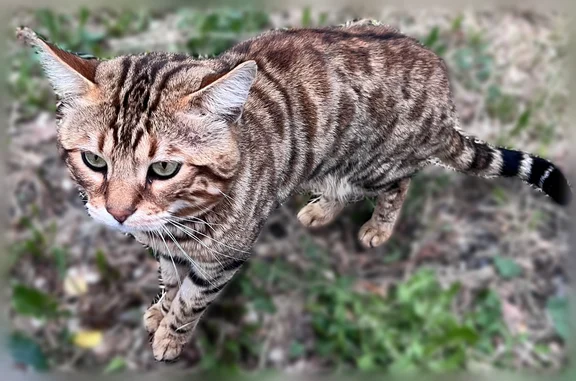 Найденные животные Набережные Челны, фото: Найдена кошка, бульвар Домостроителей, Набережные Челны — пятнистая, плакала у дома 48/11