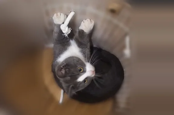 Найдена кошка, Вологда, фото: Найдена кошка, улица Левичева, 19, Вологда — котёнок 6 месяцев, девочка, серая с белым окрасом