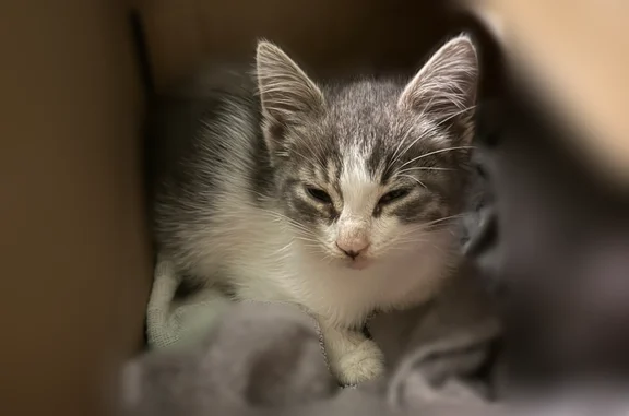 Найдена кошка, Краснодар, фото: Найдена кошка, улица Пушкина, 25, Краснодар — серо-белый котёнок