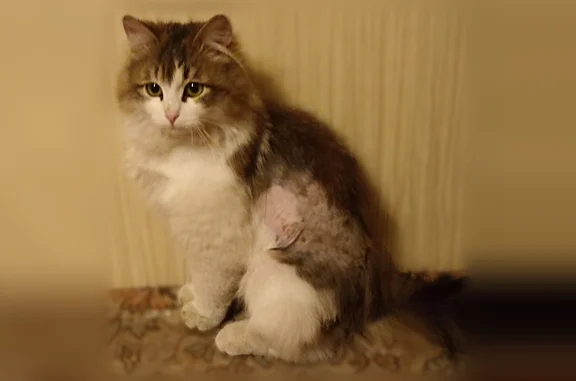 Найдена кошка, Клубная улица, 19, Казань — ласковая, метался по дороге - photo