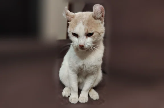Найдена кошка, Рязань, фото: Найдена кошка, улица Зубковой, 27 к2, Рязань — белая с рыжими пятнами