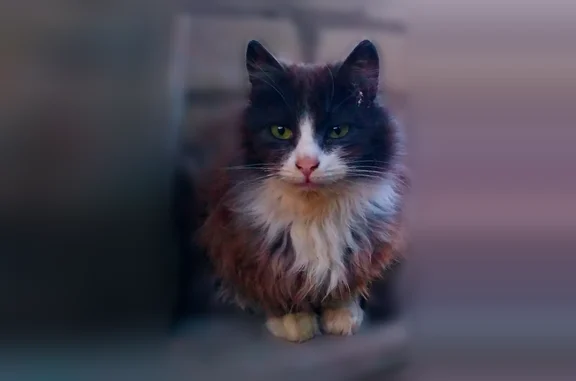 Пропала кошка, переулок Будённого, 9, Новозыбков — серый, белая грудка, сапожки на лапах - photo