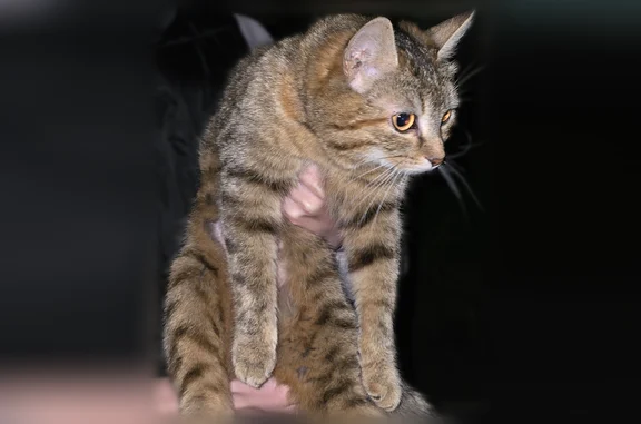 Объявления о пропавших и найденных животных, Тамбов, фото: Найдена кошка, Ореховая улица, 18, городской округ Тамбов, Тамбов — с красным поводком, домашняя