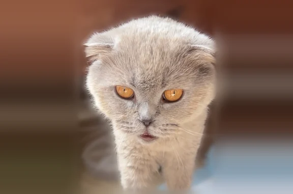 Найдена кошка, Краснодар, фото: Найдена кошка, улица им. Героя Яцкова И.В., 10, Краснодар — есть особенности по здоровью