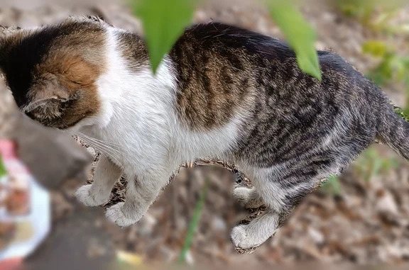 Найдена кошка, улица Шамиля Усманова, Казань — молодой котик, ласковый, с ранкой на левой лапке - photo