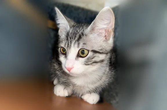 Пропала кошка, улица Орджоникидзе, 54/37, Тверь — котёнок 6 месяцев, ласковая - photo