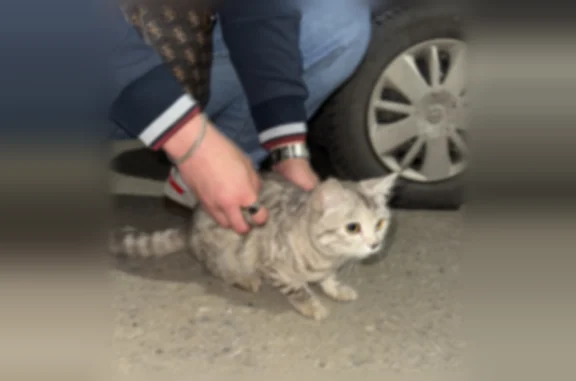 Найденные животные Благовещенск, фото: Найдена кошка, улица Чайковского, 47, Благовещенск