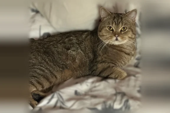 Найденные животные Пятигорск, фото: Найдена кошка, улица Юлиуса Фучика, 9, Пятигорск — котик, вероятно шотландец, ручная