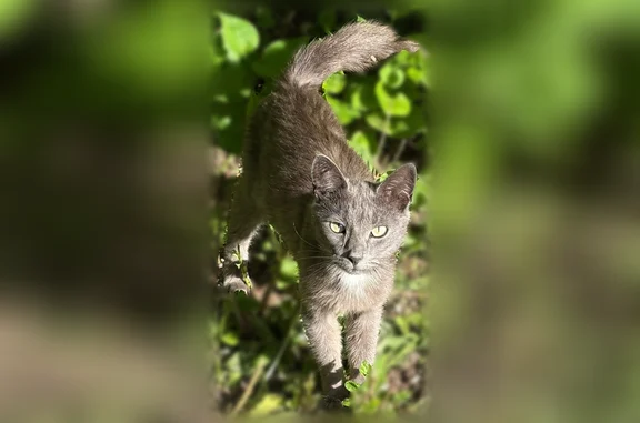 Найдена кошка, Ярославль, фото: Найдена кошка, 2-й переулок Пожарского, городской округ Ярославль, Ярославль — сейчас находит на Ньютона 28