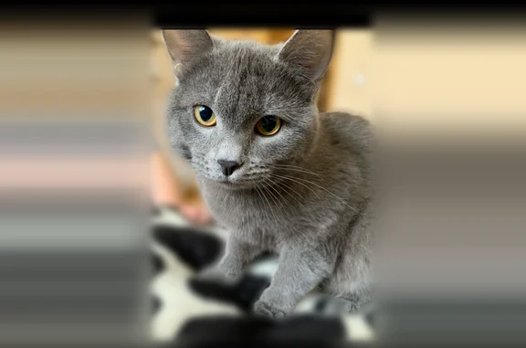 Пропала кошка, улица Розы Люксембург, 231, Иркутск — серый кот без ошейника - photo