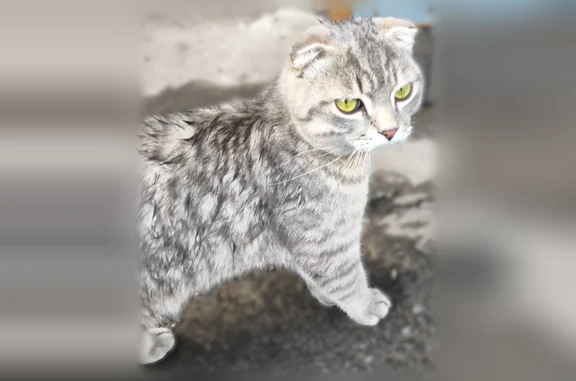 Найдена кошка, Пенза, фото: Найдена кошка, 1-й проезд Лобачевского, 1, городской округ Пенза, Пенза — очень ласковая, грустит и хочет домой
