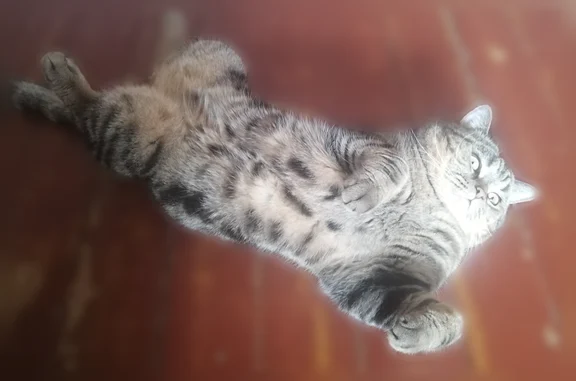 Пропала кошка, Полевая улица, Бестянка, Сюзюмский сельсовет — коричнево-черный окрас - photo