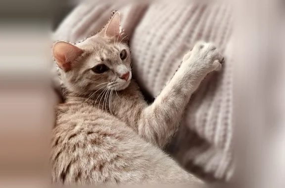 Кошки потеряшки, Верхнее Санчелеево, фото: Потеряшка кошка, сельское поселение Верхнее Санчелеево, Верхнее Санчелеево — песочный окрас, зажившие царапины на носу