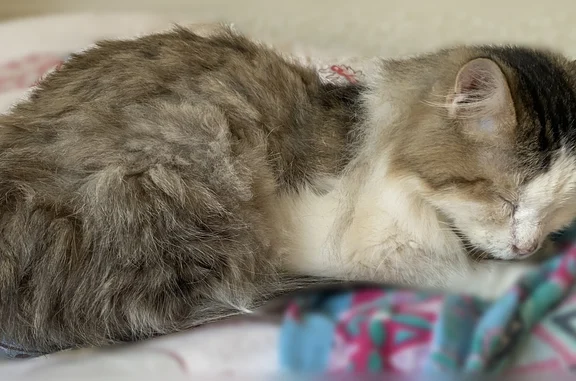Найдена кошка, Уфа, фото: Найдена кошка, Уфа