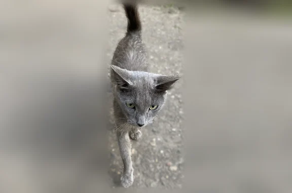 Найдена кошка, Ярославль, фото: Найдена кошка, улица Ньютона, 30, Ярославль — серая, ласковая