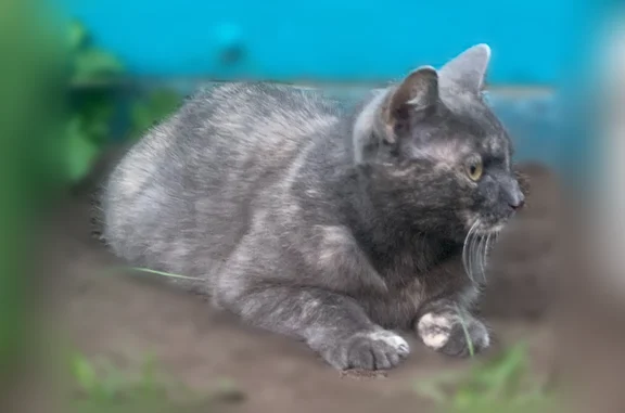 Пропала кошка, въезд Урицкого, 7, Ишим — черепаховый окрас - photo