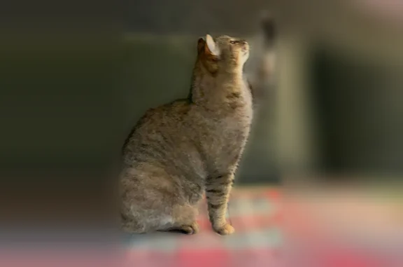 Пропала кошка, Горная улица, 9, Пригородный — бурый окрас, чёрные полоски на хвосте - photo