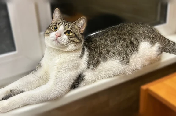 Пропала кошка, Красная улица, 2А, Подольск — молоденький кастрированный котик, откликается на Артем, Артемка, Тёма - photo