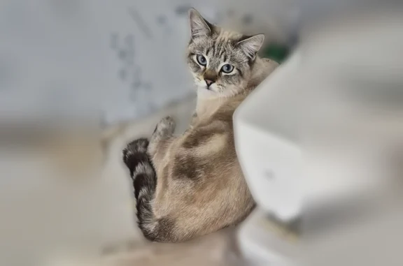 Пропала кошка, Мкр. Сретинский 2, Строитель — кот Муха, голубые глаза, оранжевый ошейник - photo