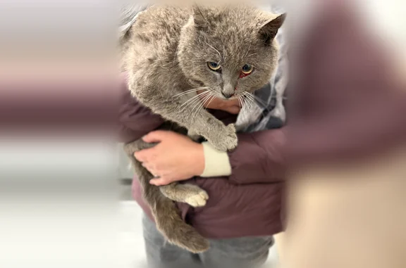 Объявления о пропавших и найденных животных, Брянск, фото: Найдена кошка, Бежицкая улица, 257А, Брянск — серый британец, пол не известен