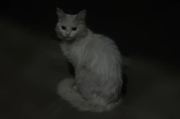 Найдена кошка, Оренбург, фото: Найдена кошка, Северный проезд, 9, Оренбург — белая, очень шугливая
