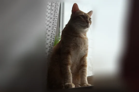 Пропала кошка, Суздальский проспект, 5 к1, Санкт-Петербург — кот может откликаться на Мусик, есть чип - photo