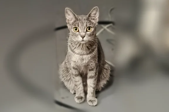 Пропала кошка, Чернореченская улица, 91А, Курган — беременная, пугливая - photo