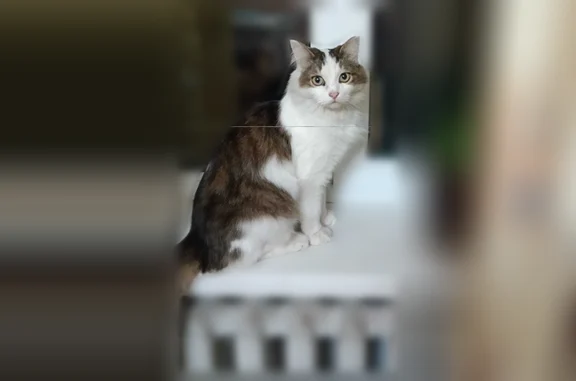 Найдена кошка, улица Бондаренко, 15А, Казань — крупная, характерная - photo