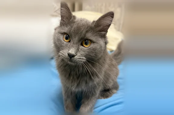 Пропала кошка, Кореновская улица, 2 к4, Краснодар — не до конца отросшая шерстка перед хвостиком - photo