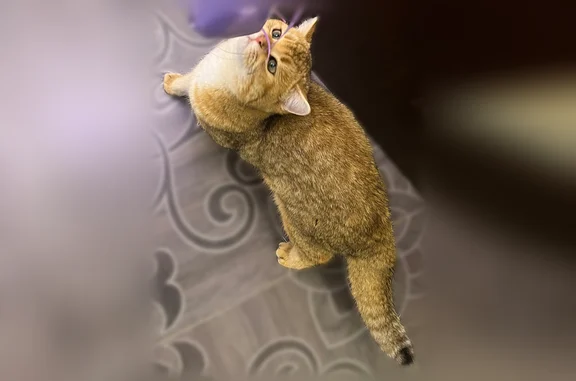 Пропала кошка, 19, Заречный, Заречный — рыжая, очень ласковая - photo
