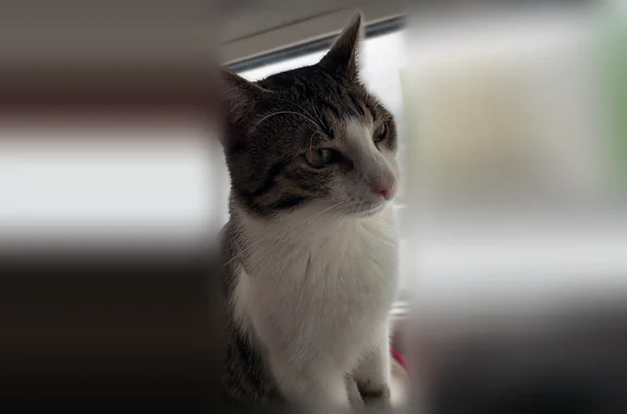 Пропала кошка, Сходненская улица, 15, Путилково — кот 9 месяцев, почти 4 кг, с маской на мордочке - photo