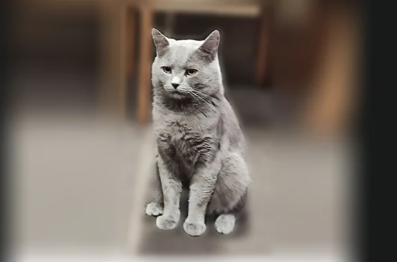 Кошки потеряшки, Новочеркасск, фото: Потеряшка кошка, проспект Ермака, 73, Новочеркасск — с небольшим шрамиком на кончике ушка