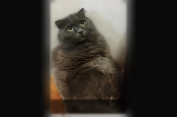 Кошки потеряшки, Старая Купавна, фото: Потеряшка кошка, улица Фрунзе, 11, Старая Купавна — вислоухий британец, белый кончик хвоста