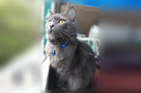 Пропала кошка, Бетонный переулок, 13, Орёл — серый котик с голубым ошейником и бубенчиком - photo