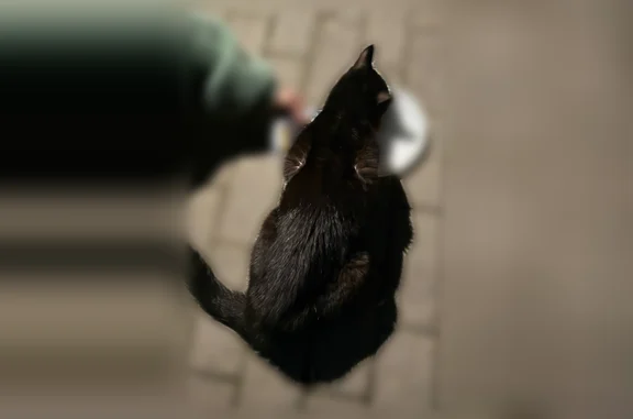 Найдена кошка, Москва, фото: Найдена кошка, Профсоюзная улица, 91 к1, Москва — чёрная, ручная, возле фонтана