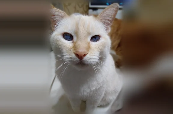 Пропала кошка, Кохомское шоссе, 12, Иваново — белая, порода сам, полуслепая, без передних когтей - photo