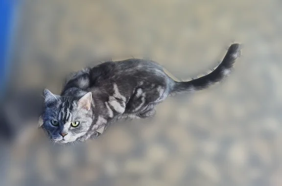 Найдена кошка, Набережные Челны, фото: Найдена кошка, 59/05, городской округ Набережные Челны, Набережные Челны — ходит по двору